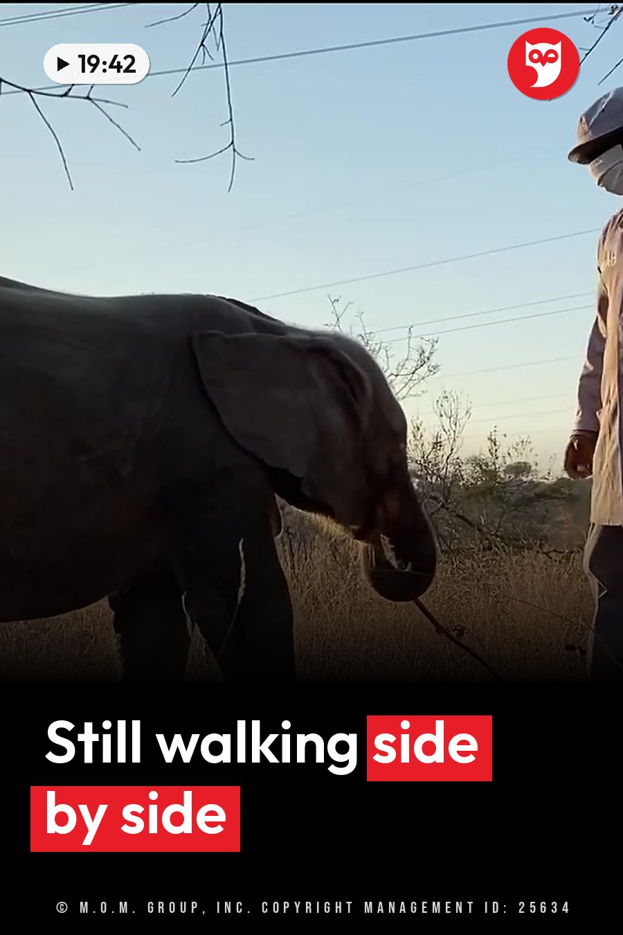 An elephant walks beside a person in a hat and mask, with dry grass and power lines behind them. A headline runs in white letters across the lower third.