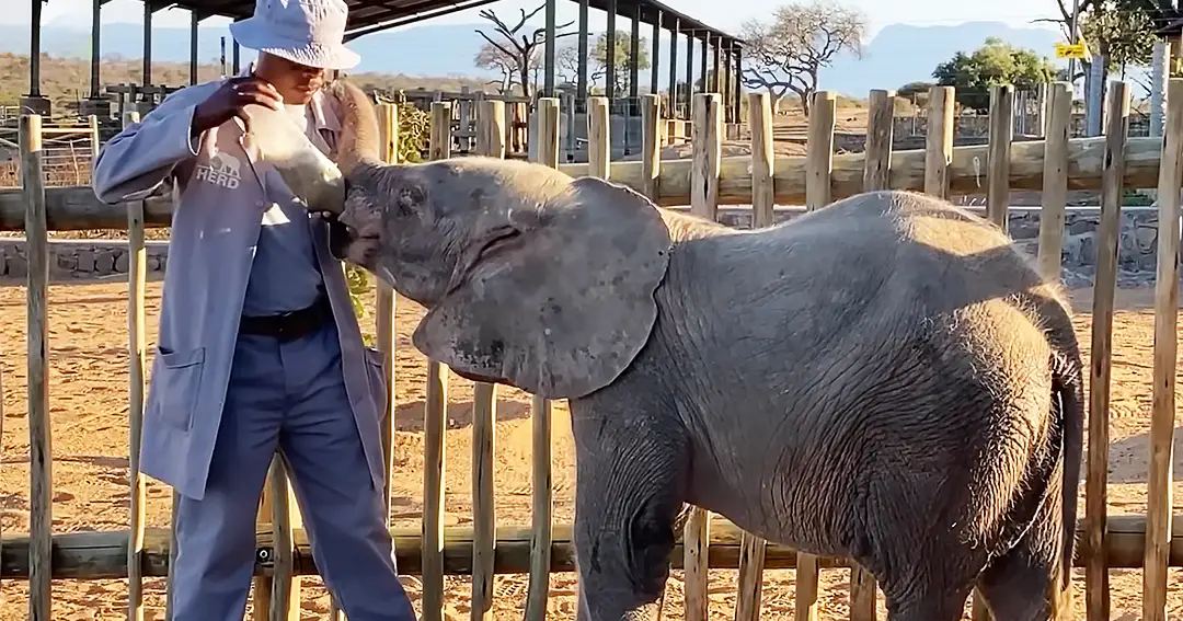 A juvenile elephant in a zoo or wildlife sanctuary enclosure surrounded by a wooden fence and sandy ground with trees and hills under clear skies on a sunny day during spring or summer.