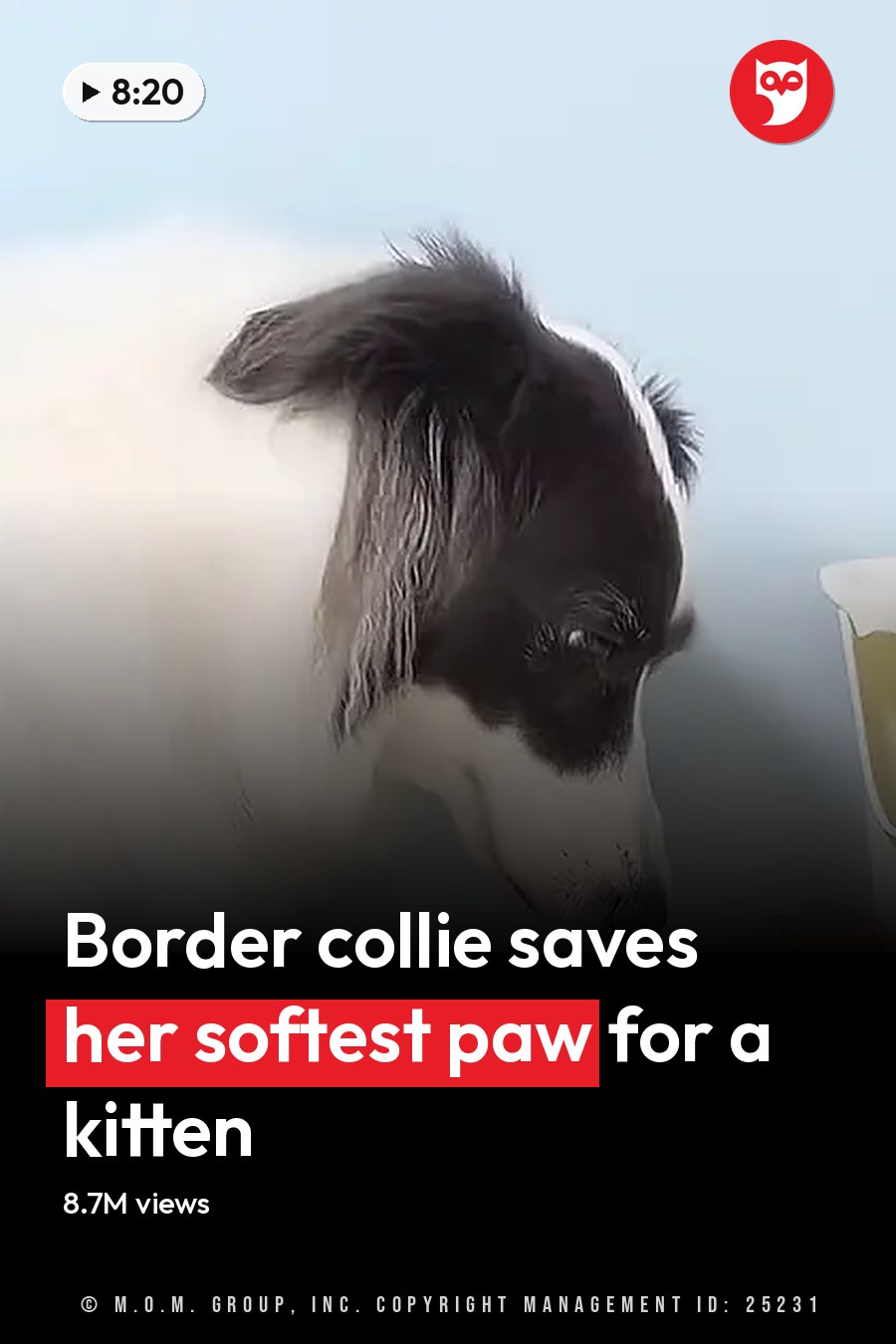 A black-and-white Border Collie dog and an orange tabby kitten in a home setting with light blue walls, cat litter, and grooming tools. The headline runs in white letters across the lower third.