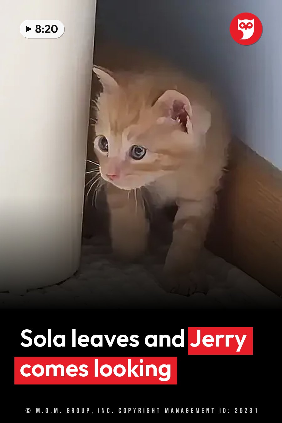 Jerry, a small orange kitten with blue eyes, peeks out from behind a white object next to a wooden baseboard. A headline runs in white letters across the lower third.