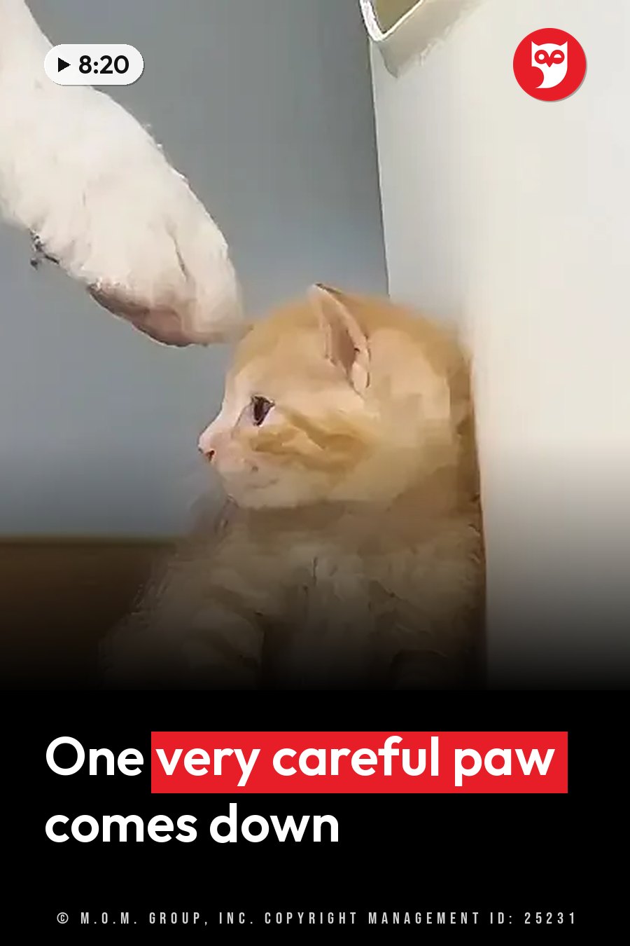 Jerry, a small orange kitten, sits by a wall and looks up at a white paw reaching down toward his head. A headline runs in white letters across the lower third.