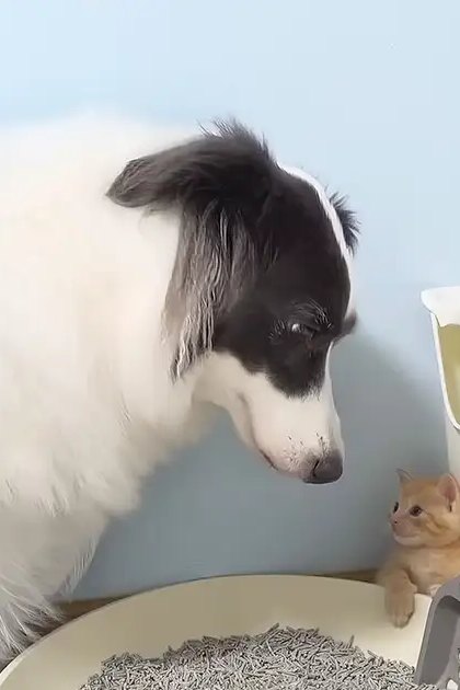 A black-and-white Border Collie dog and an orange tabby kitten in a home setting with light blue walls, cat litter, and grooming tools.