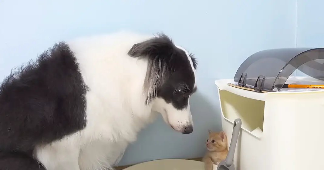 A black-and-white Border Collie dog and an orange tabby kitten in a home setting with light blue walls, cat litter, and grooming tools.