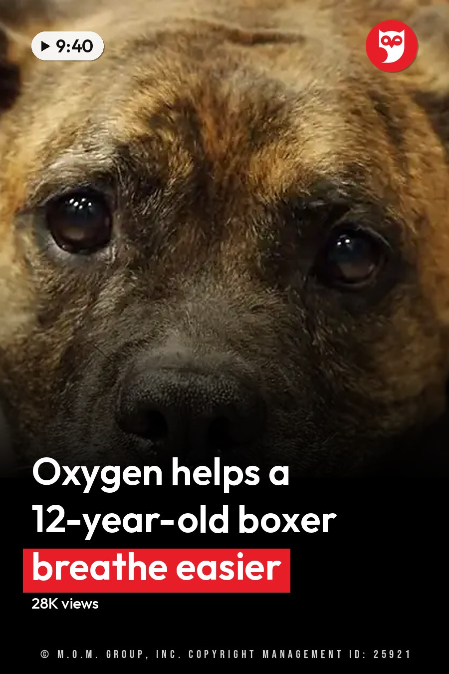 An adult brown dog with darker markings around the face and ears resting indoors. The headline runs in white letters across the lower third.