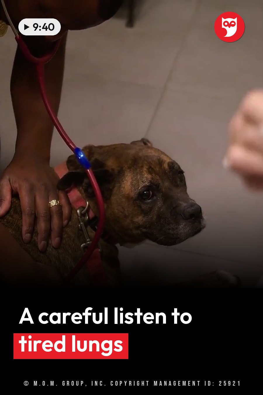 A person presses a stethoscope to a brindle dog lying down and holds the dog's side with one hand. A headline runs in white letters across the lower third.