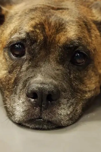 An adult brown dog with darker markings around the face and ears resting indoors.