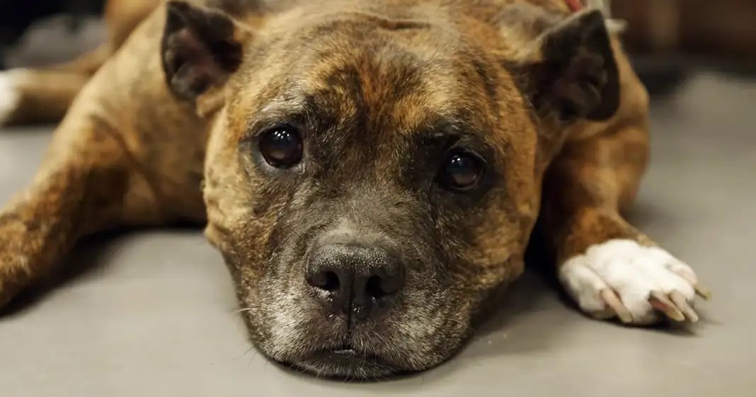 An adult brown dog with darker markings around the face and ears resting indoors.