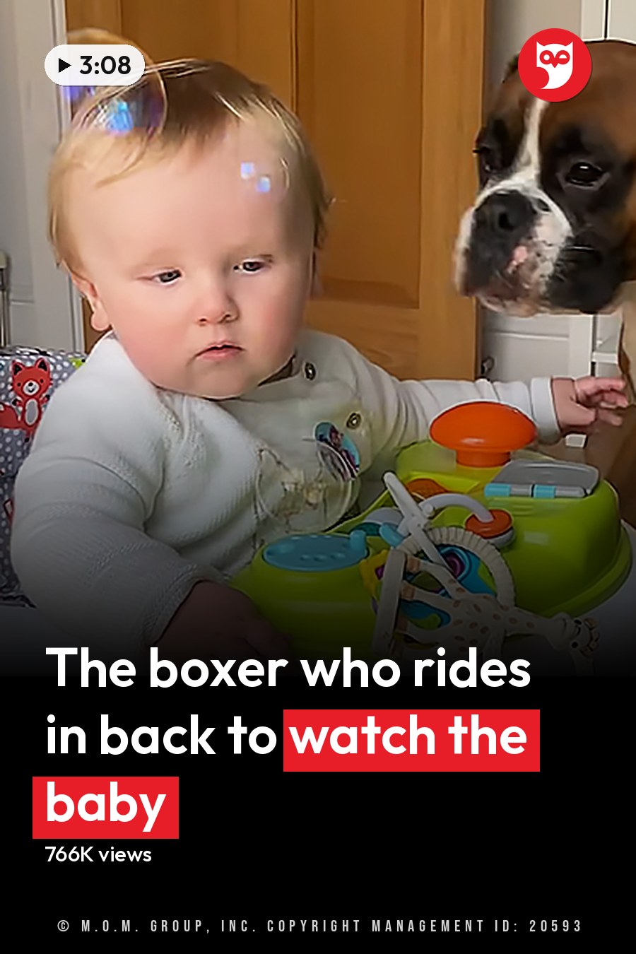 An infant wearing a white garment with short sleeves is seated near a wooden high chair. A brown and white boxer dog stands nearby, possibly in the living room during spring or summer under natural daylight. The headline runs in white letters across the lower third.