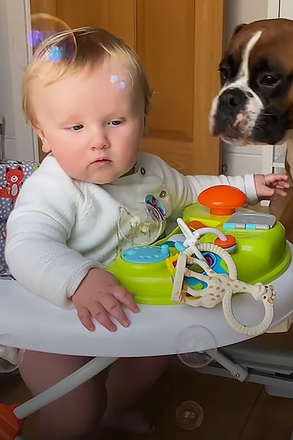 An infant wearing a white garment with short sleeves is seated near a wooden high chair. A brown and white boxer dog stands nearby, possibly in the living room during spring or summer under natural daylight.