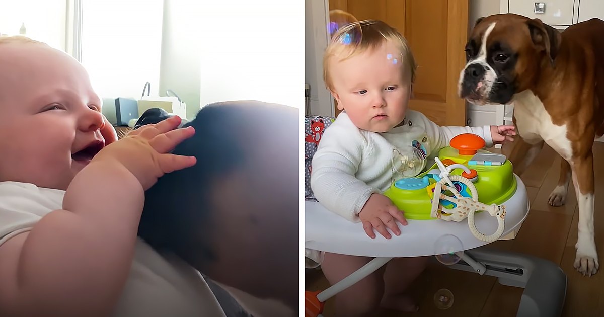 An infant wearing a white garment with short sleeves is seated near a wooden high chair. A brown and white boxer dog stands nearby, possibly in the living room during spring or summer under natural daylight.