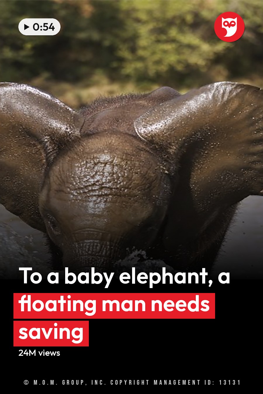 African elephant calf with large ears and a trunk partially submerged in a natural river setting during late afternoon. The headline runs in white letters across the lower third.