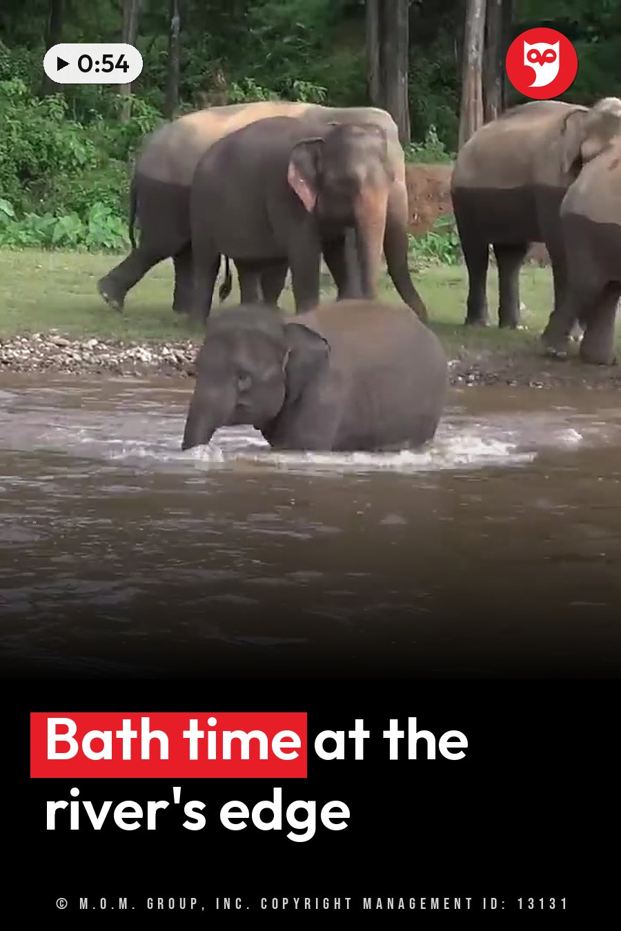 Elephants stand at the water's edge, one ducked head-first under the water, while others walk on a grassy bank beside trees. A headline runs in white letters across the lower third.