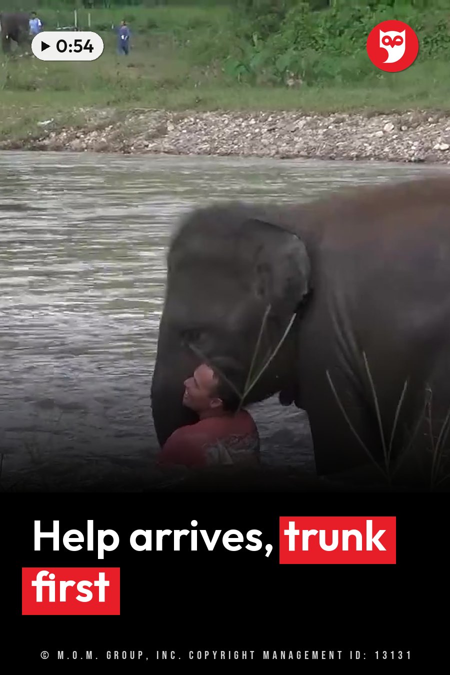 A person in a red shirt is partly under water beside a large elephant near a green riverbank. A headline runs in white letters across the lower third.