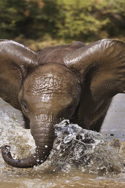 African elephant calf with large ears and a trunk partially submerged in a natural river setting during late afternoon.