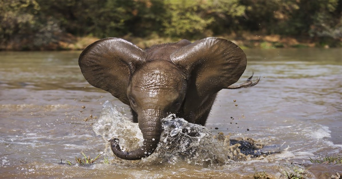 African elephant calf with large ears and a trunk partially submerged in a natural river setting during late afternoon.