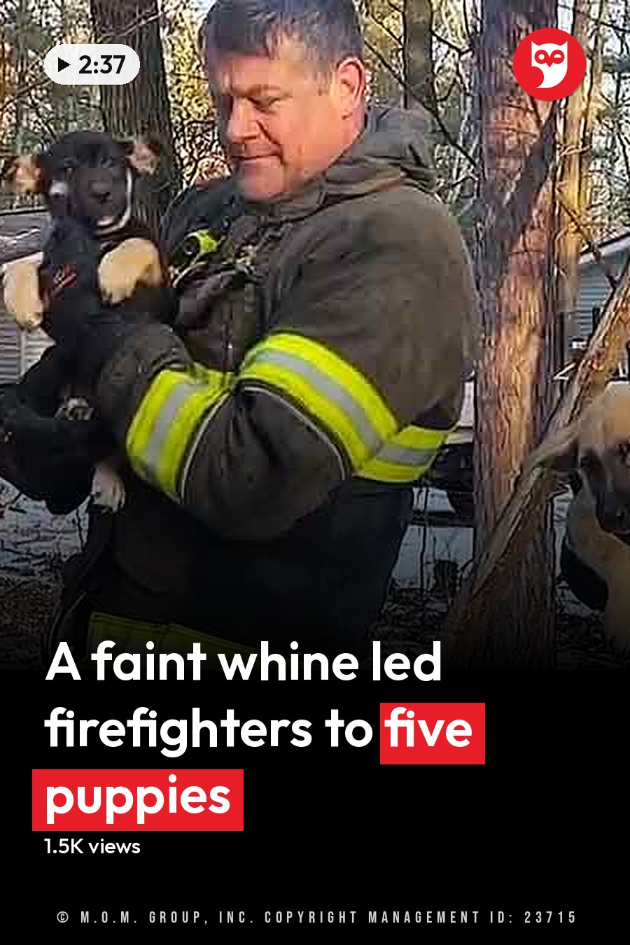 Three firefighters holding puppies outdoors on a snowy day with trees and light indicating late fall or winter. The headline runs in white letters across the lower third.