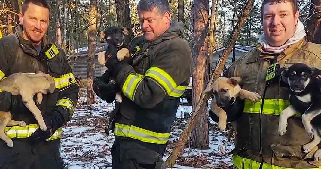 Three firefighters holding puppies outdoors on a snowy day with trees and light indicating late fall or winter.