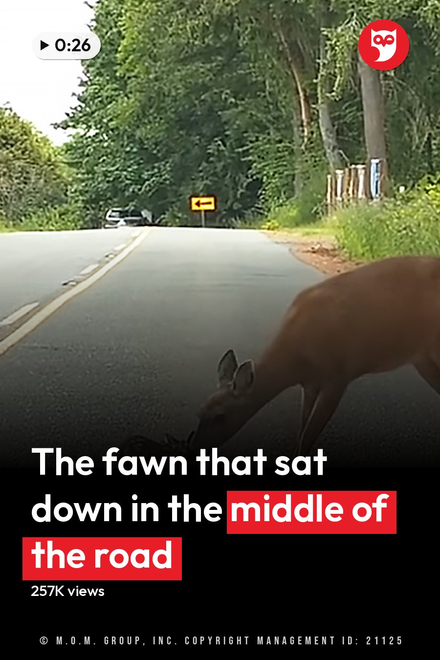 A white-tailed deer with its juvenile fawn in a rural area, surrounded by trees and greenery. A yellow diamond-shaped road sign indicates a curve ahead. The headline runs in white letters across the lower third.