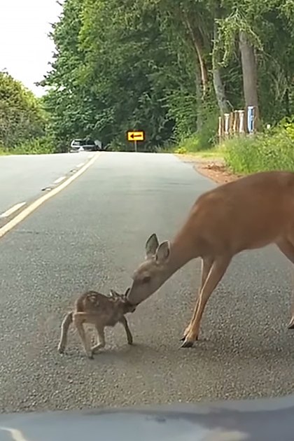 A white-tailed deer with its juvenile fawn in a rural area, surrounded by trees and greenery. A yellow diamond-shaped road sign indicates a curve ahead.