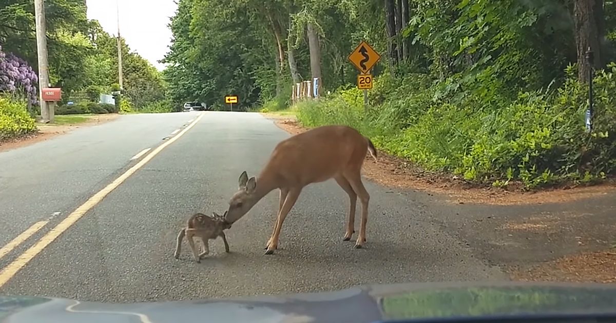 A white-tailed deer with its juvenile fawn in a rural area, surrounded by trees and greenery. A yellow diamond-shaped road sign indicates a curve ahead.