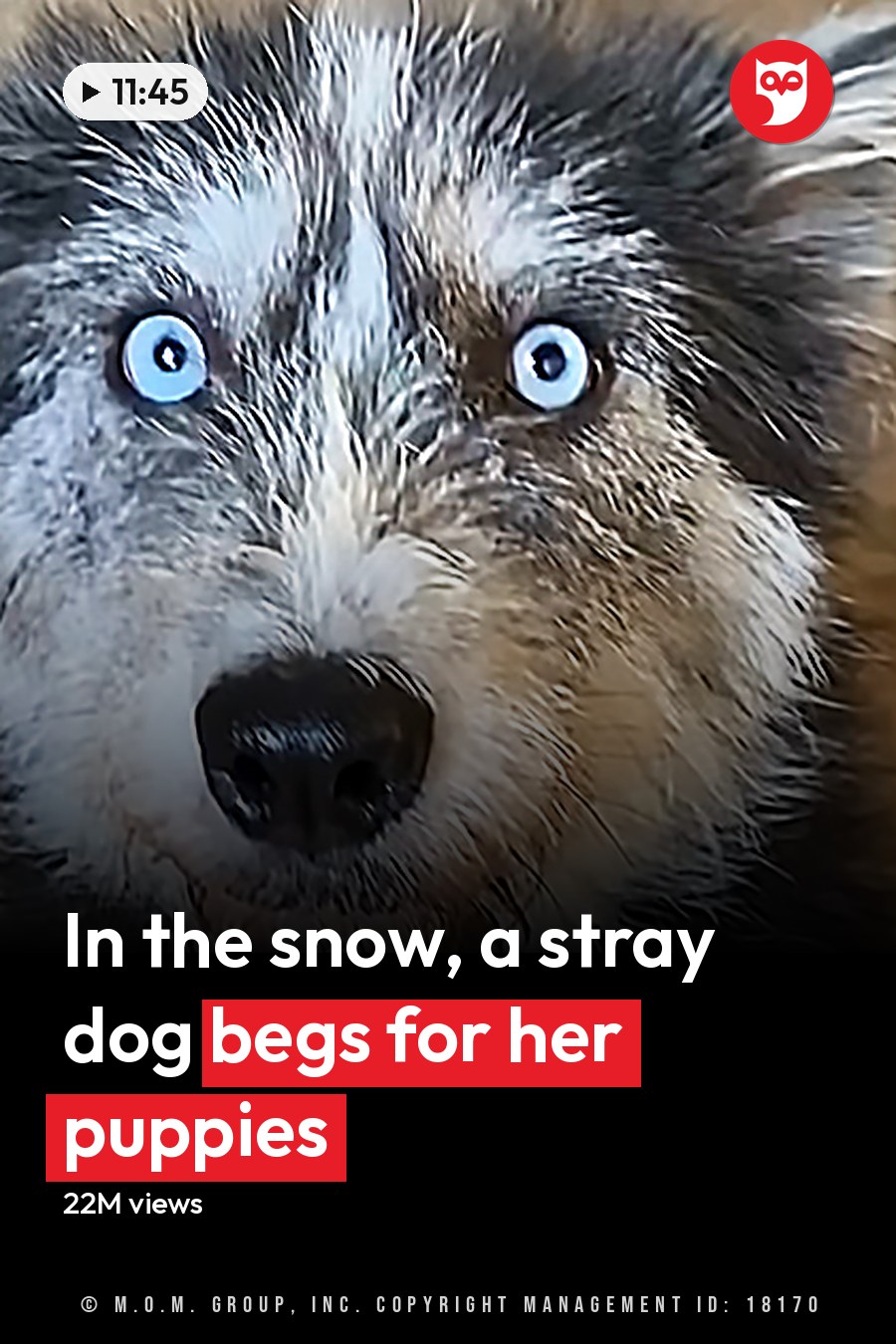 A close-up of an Australian Shepherd or similar breed puppy with striking blue eyes, black and white fur, and brown markings around its muzzle in a simple indoor setting with straw visible on one side. The headline runs in white letters across the lower third.