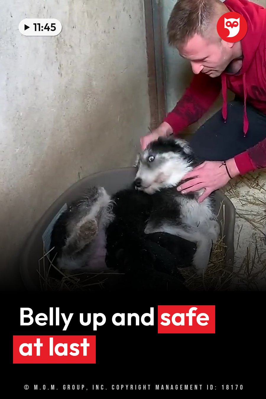 A man pets a black-and-white dog lying on its back inside a plastic tub filled with straw. A headline runs in white letters across the lower third.