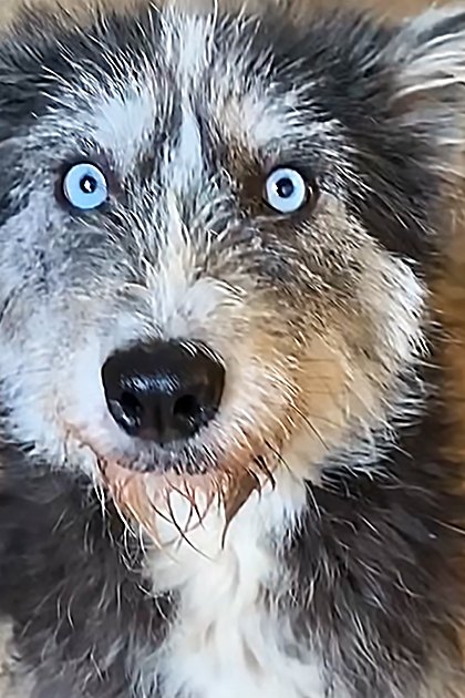 A close-up of an Australian Shepherd or similar breed puppy with striking blue eyes, black and white fur, and brown markings around its muzzle in a simple indoor setting with straw visible on one side.