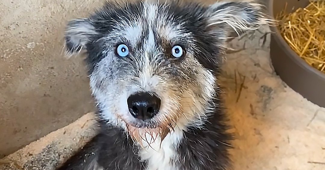 A close-up of an Australian Shepherd or similar breed puppy with striking blue eyes, black and white fur, and brown markings around its muzzle in a simple indoor setting with straw visible on one side.