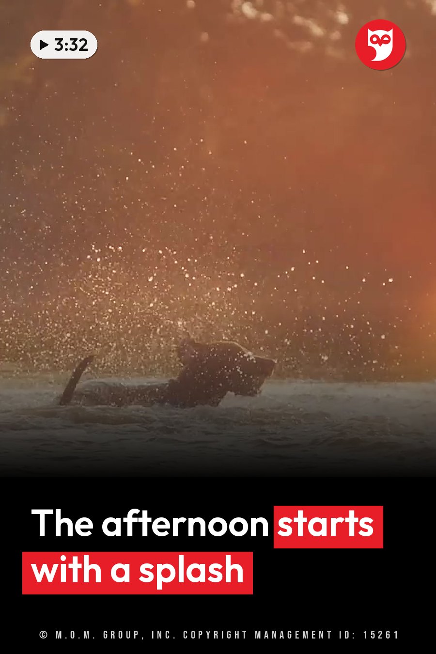 A dog splashes in water, spraying droplets into the air under warm, golden light. A headline runs in white letters across the lower third.