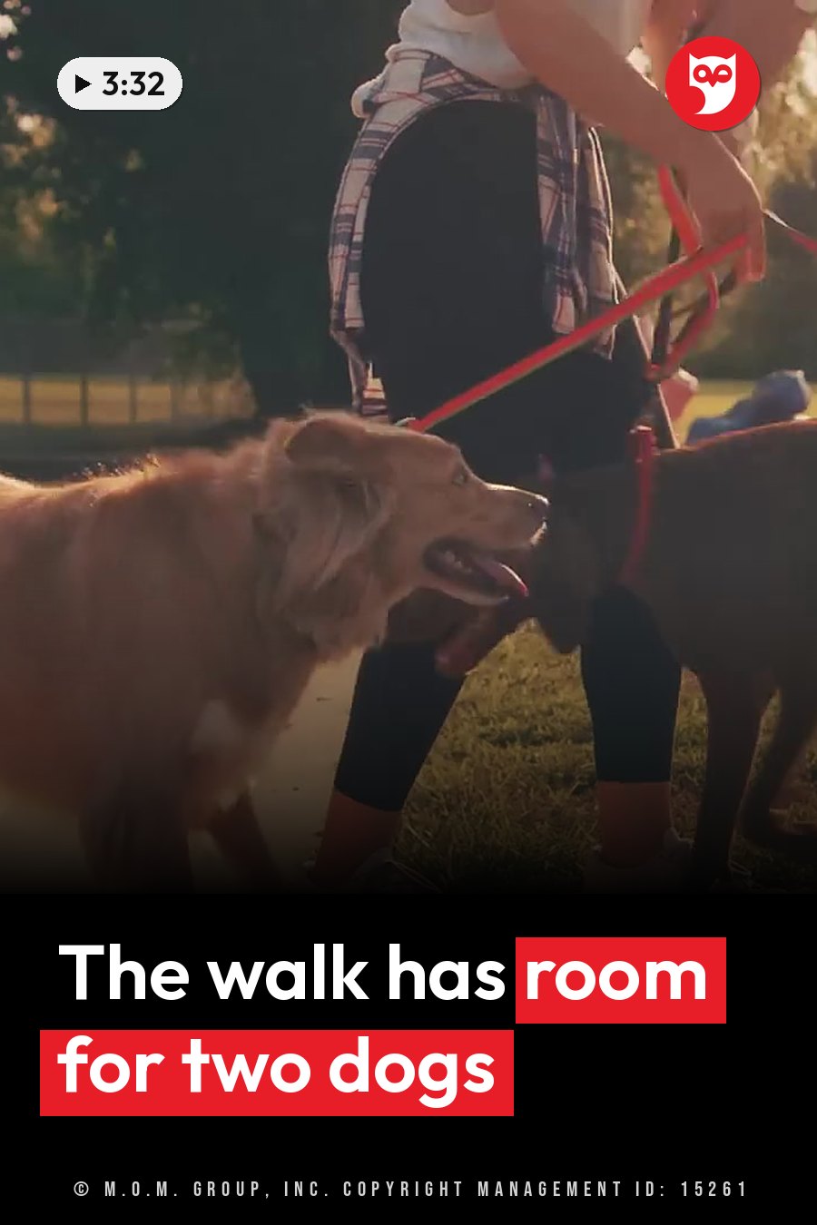 A person holds red leashes attached to two dogs walking on grass near trees in daylight. A headline runs in white letters across the lower third.