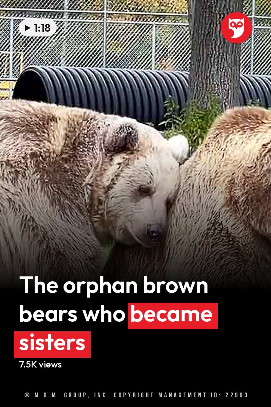 Two brown bears in a zoo enclosure, surrounded by greenery under bright daylight. The headline runs in white letters across the lower third.
