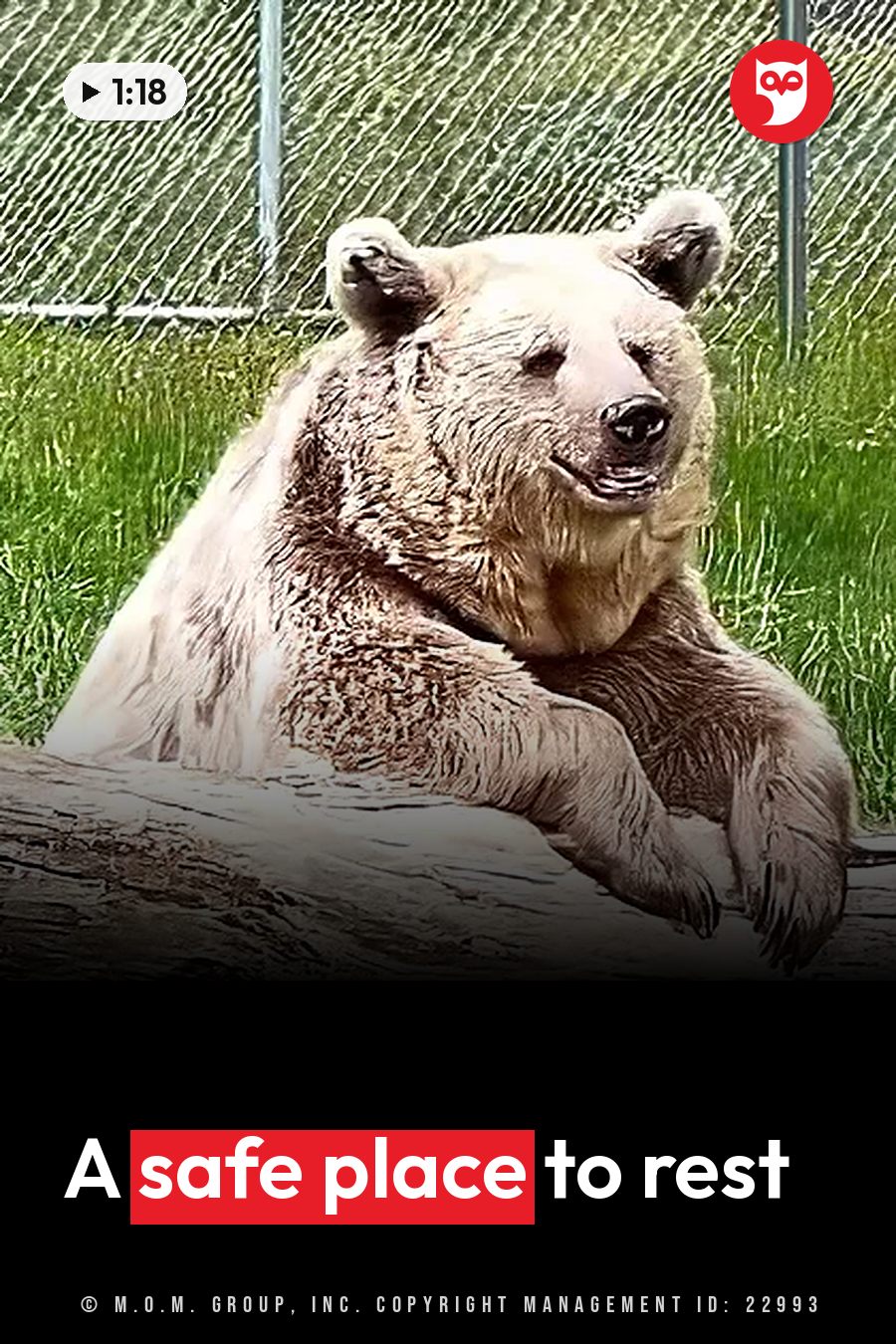 A brown bear sits upright on a log with its front paws forward. A headline runs in white letters across the lower third.