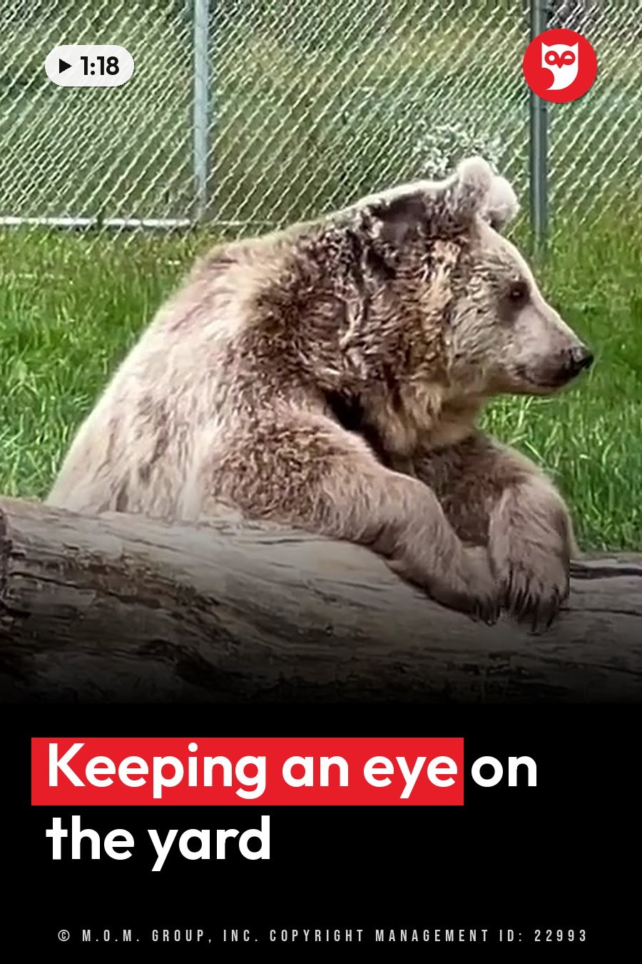 A brown bear rests on a log, looking right, with green grass and a chain-link fence behind. A headline runs in white letters across the lower third.