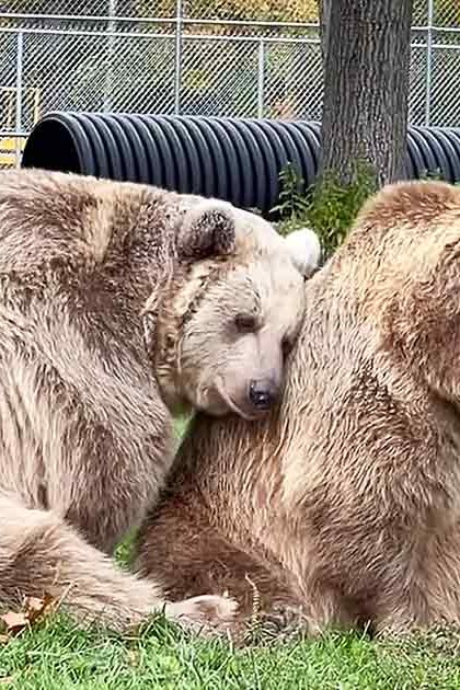 Two brown bears in a zoo enclosure, surrounded by greenery under bright daylight.