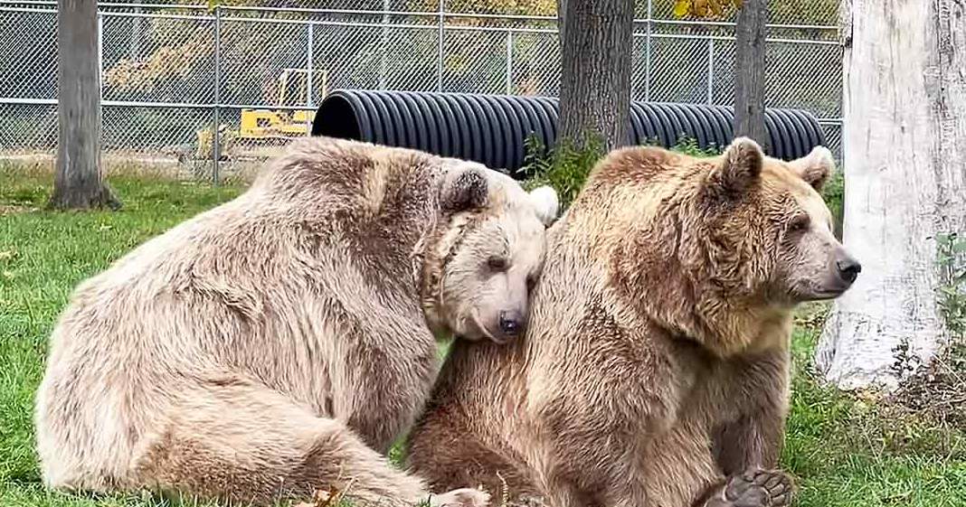 Two brown bears in a zoo enclosure, surrounded by greenery under bright daylight.