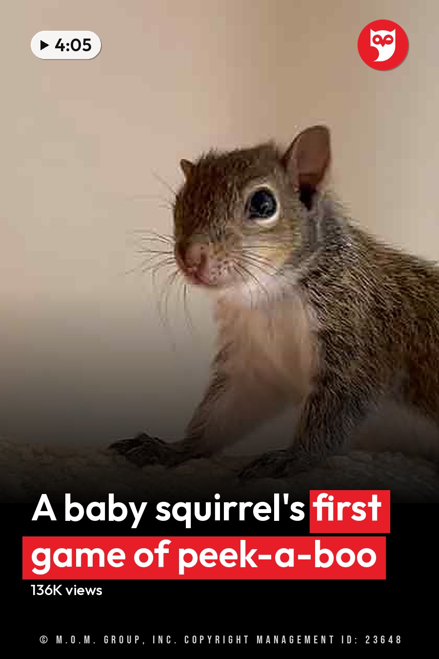 An adult squirrel with brown fur and a white underbelly sits on textured fabric indoors during daylight. The headline runs in white letters across the lower third.