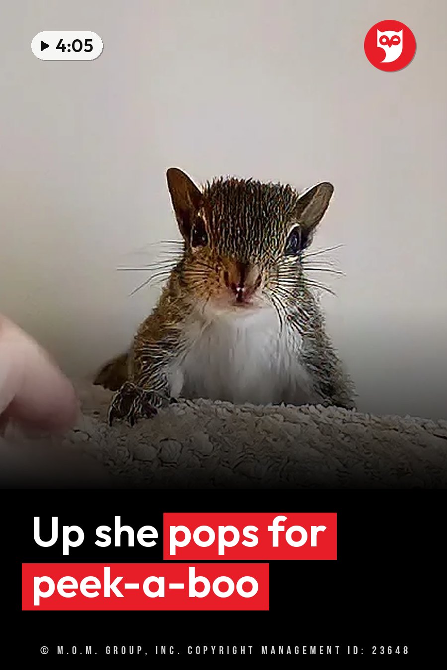 Brucey, a small squirrel, sits upright on a textured surface facing forward, her front paws resting on it. A headline runs in white letters across the lower third.