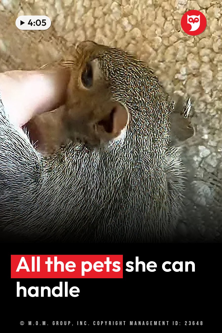 A hand gently holds Brucey, a small squirrel with gray fur, against a textured surface, her face and one ear in view. A headline runs in white letters across the lower third.