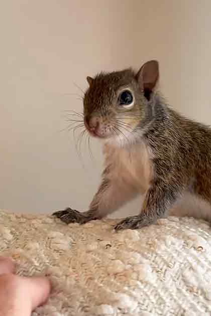 An adult squirrel with brown fur and a white underbelly sits on textured fabric indoors during daylight.
