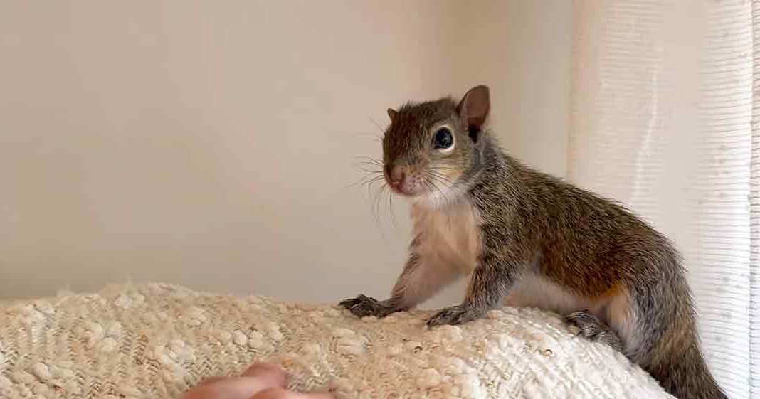 An adult squirrel with brown fur and a white underbelly sits on textured fabric indoors during daylight.