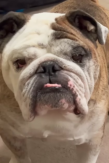 A bulldog with a white face and brown body, indoors on carpeted floor.