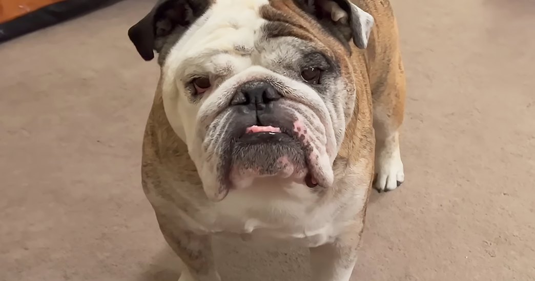 A bulldog with a white face and brown body, indoors on carpeted floor.