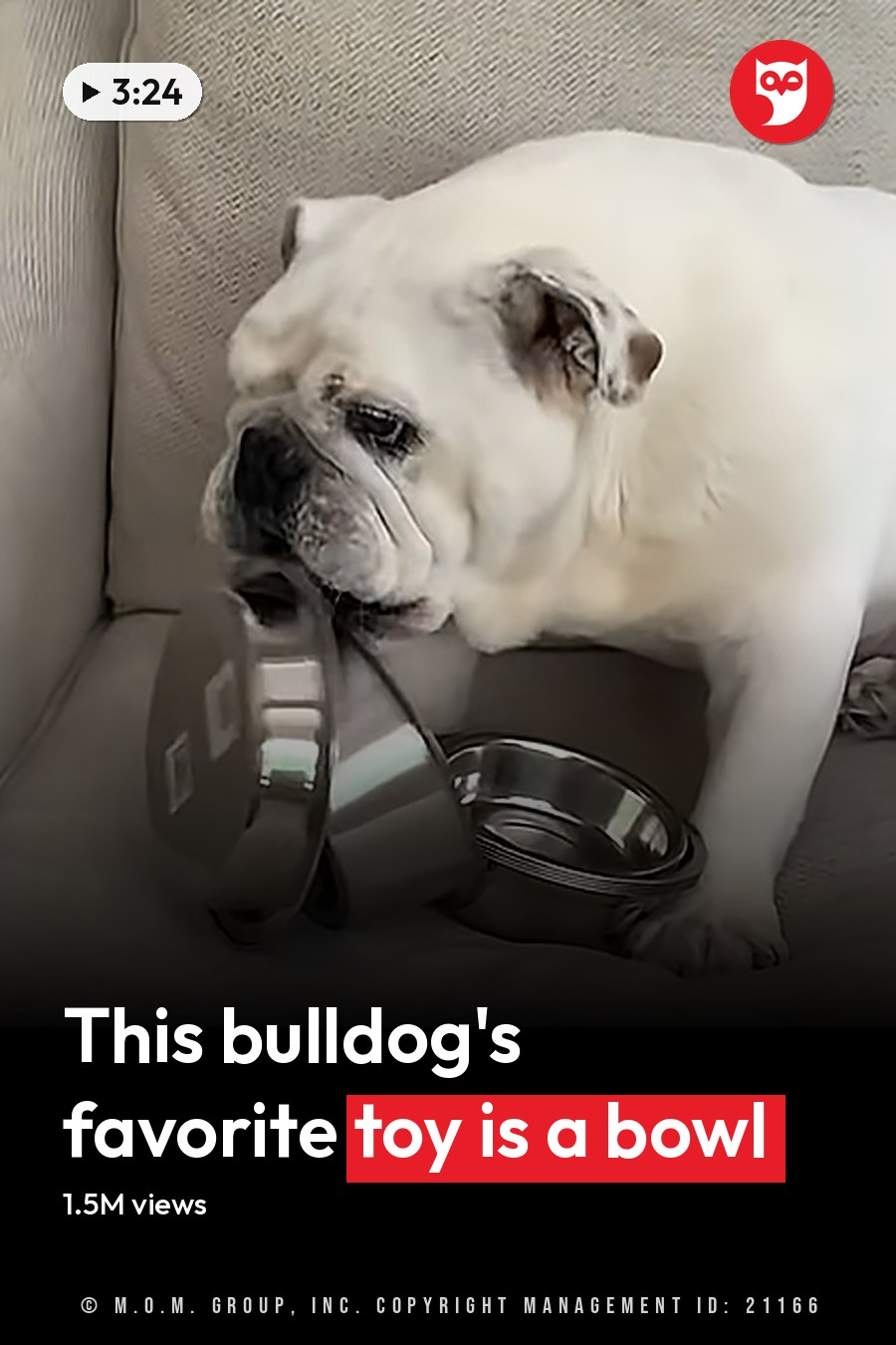 A white bulldog in a home setting with indoor lighting, surrounded by furniture and household items. The headline runs in white letters across the lower third.