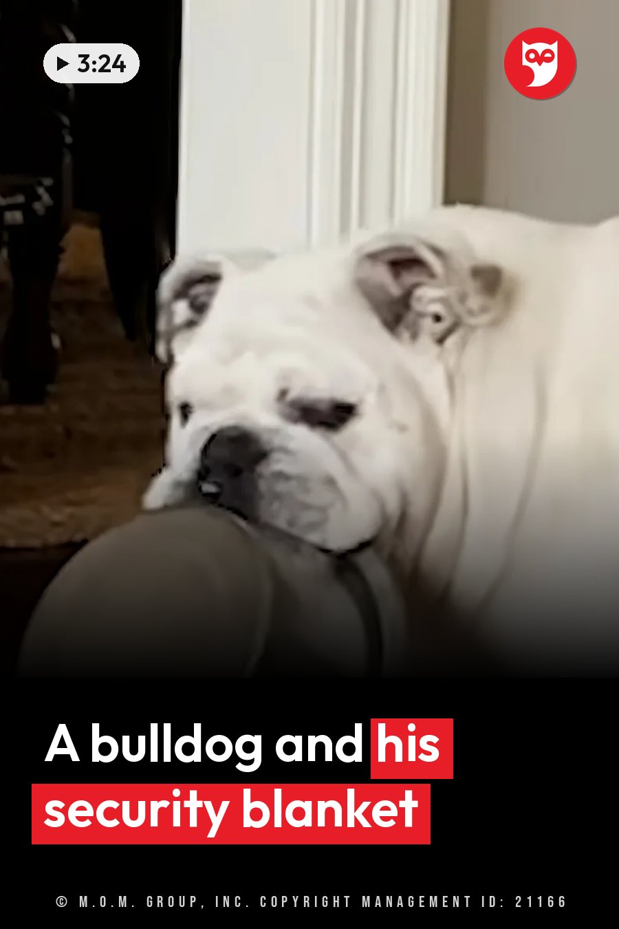 A white bulldog sits indoors near a doorway, holding a round object in his mouth. A headline runs in white letters across the lower third.