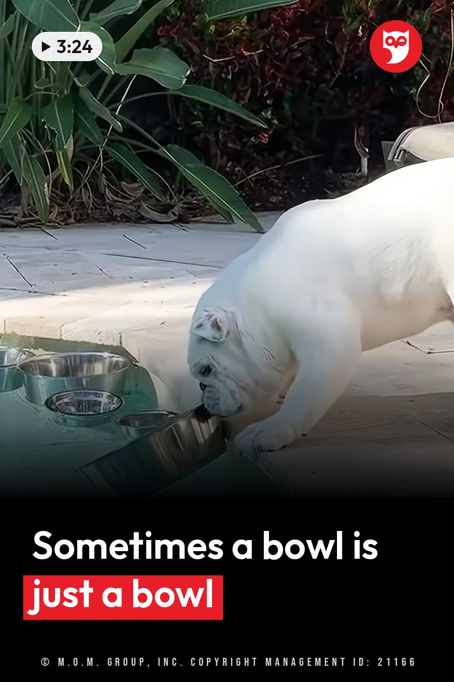A white bulldog drinks water from a metal bowl on a tiled patio beside green plants. A headline runs in white letters across the lower third.