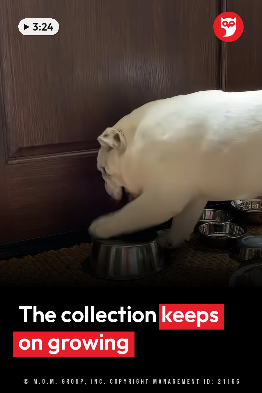 A white bulldog eats from a metal bowl on a woven mat next to a dark wood cabinet. A headline runs in white letters across the lower third.