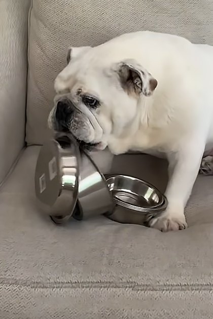A white bulldog in a home setting with indoor lighting, surrounded by furniture and household items.