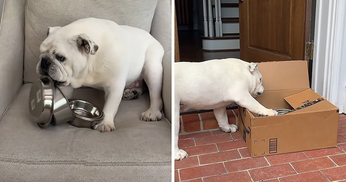 A white bulldog in a home setting with indoor lighting, surrounded by furniture and household items.