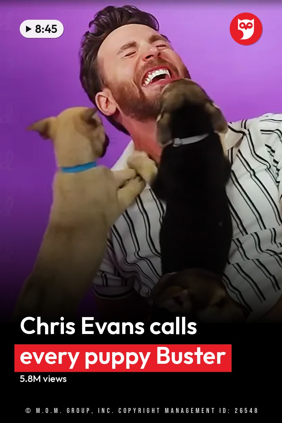 Adult male in a white and black striped shirt interacting with Chihuahua puppies on a purple backdrop. The headline runs in white letters across the lower third.