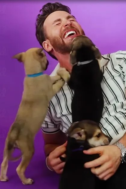 Adult male in a white and black striped shirt interacting with Chihuahua puppies on a purple backdrop.